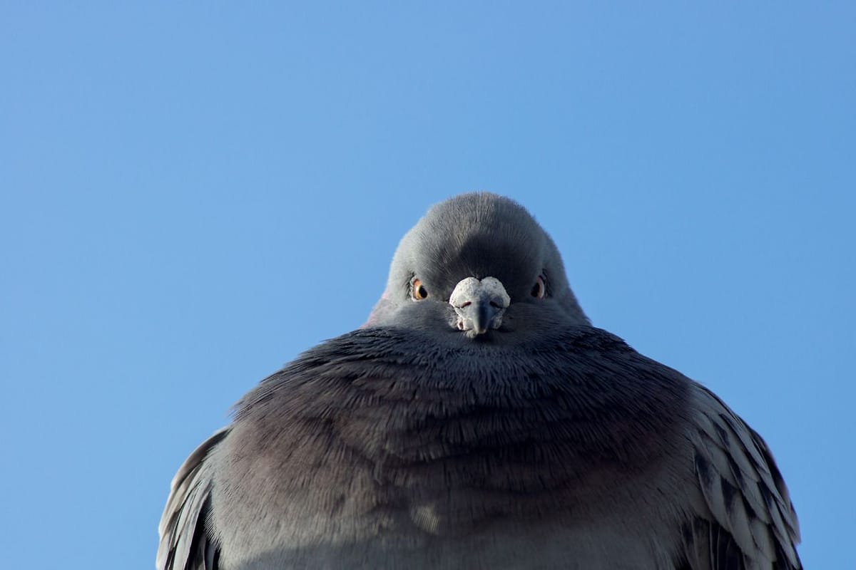 L'information, ca vaut de l'or, et c'est pas qu'une métaphOR.