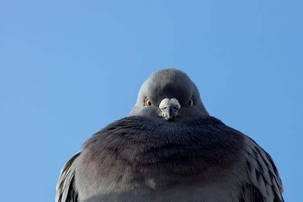 L'information, ca vaut de l'or, et c'est pas qu'une métaphOR.